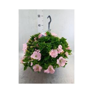 Petunia   ...