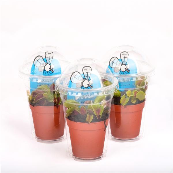 <h4>Dionaea muscipula in plastic cup</h4>