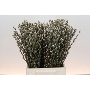 Salix Caprea Snow Flake Premium