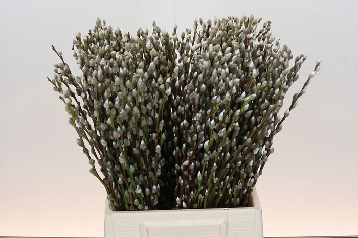 <h4>Salix Caprea Snow Flake Premium</h4>