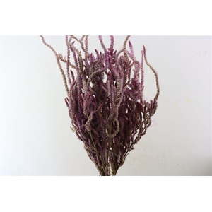 Dried Lim Suworowii Nat Lilac Bunch