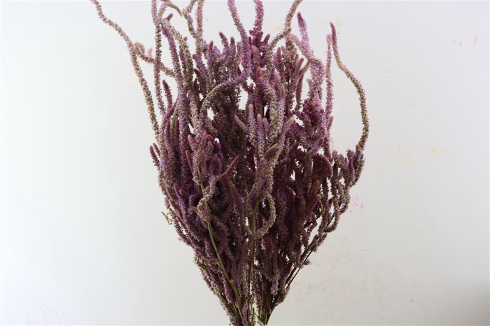 Dried Limonium Suworowii Naturel Per Bos