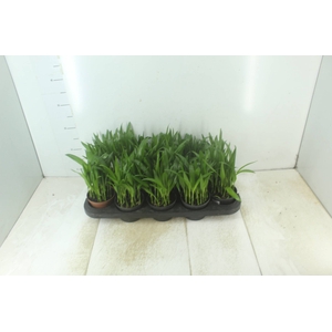 ARECA BAMBU P11