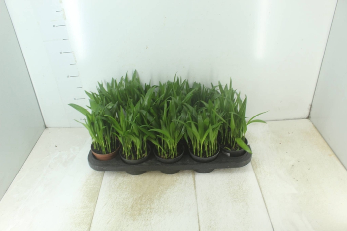 <h4>ARECA BAMBU P11</h4>