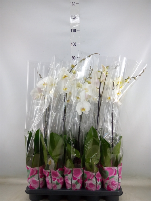 <h4>Phalaenopsis   ...white</h4>