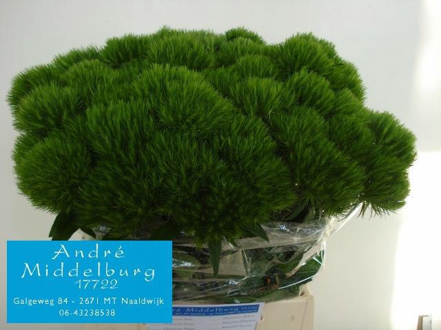 <h4>DI BARB GREEN WICKY</h4>