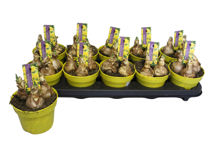 Bol op pot Narcis 12cm Double Yellow Dream
