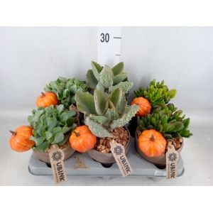 Crassula   ...mix