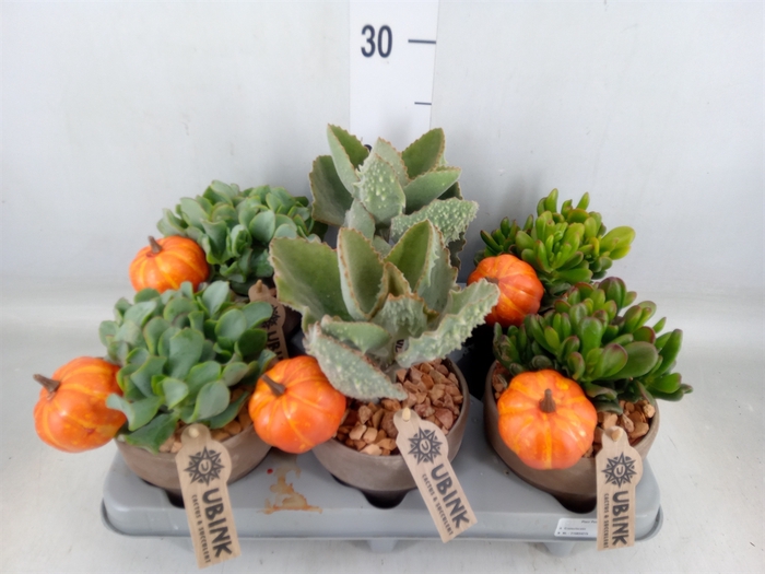 <h4>Crassula   ...mix</h4>