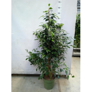 Ficus benja. 'Danielle'
