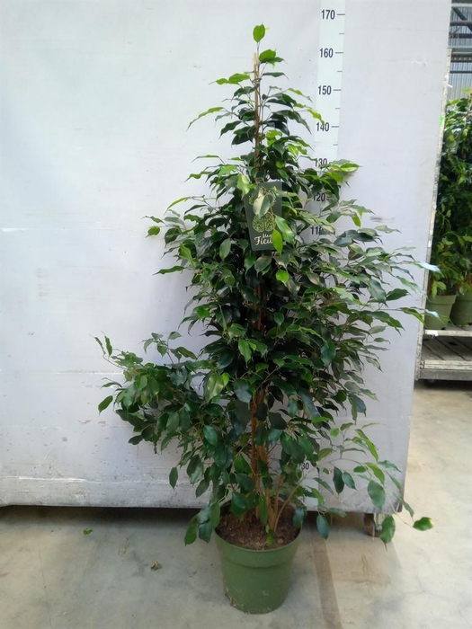 <h4>Ficus benja. 'Danielle'</h4>