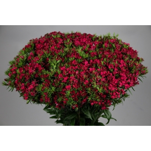 Dianthus Br Amazon Neon Cherry