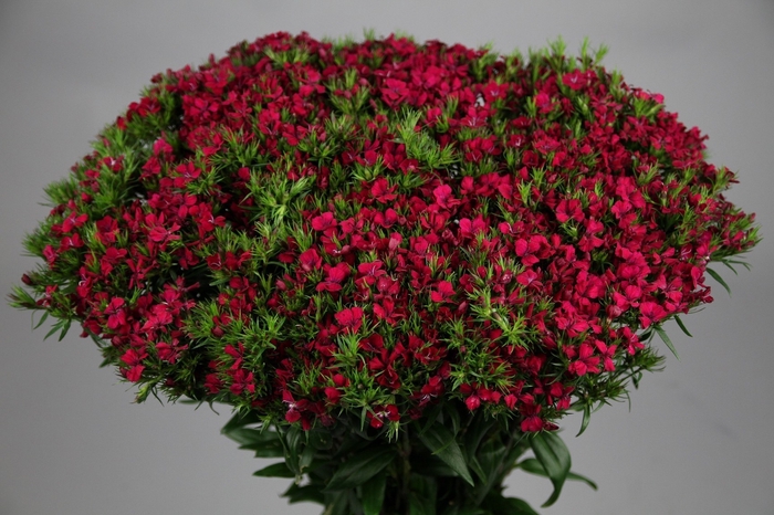 <h4>Dianthus Br Amazon Neon Cherry</h4>