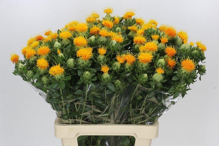 <h4>Carthamus Zanzibar Orange</h4>
