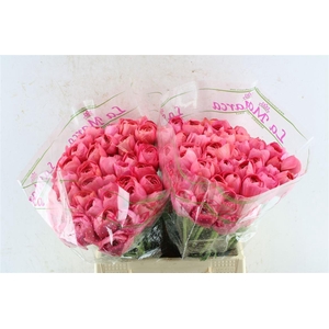 Ran Kloon Prima Fragolino