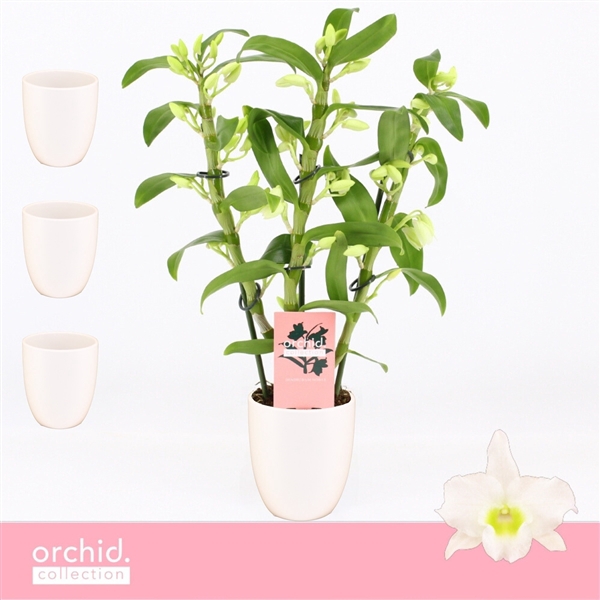 <h4>Dendrobium Nobilé, Apollon 3-spike Compact in Lotte White 'Orchid Collection'</h4>
