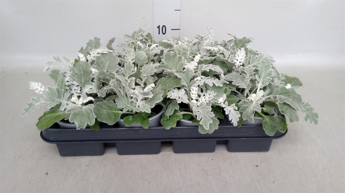 <h4>Jacobaea maritima</h4>