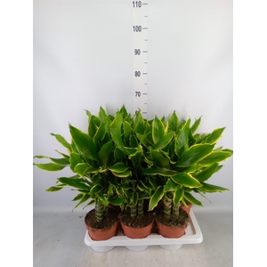 Dracaena frag. 'Golden Coast'