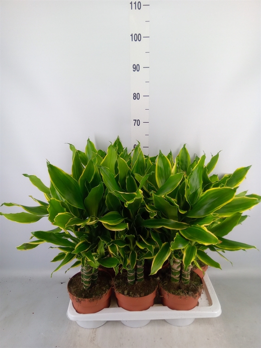 <h4>Dracaena frag. 'Golden Coast'</h4>
