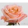 R Gr Shimmer Peach 50cm EC