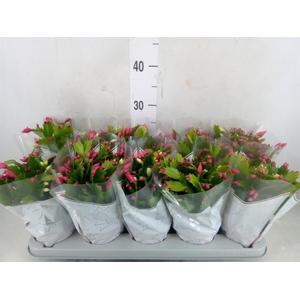 Schlumbergera  'Flame Duo' .mix pot