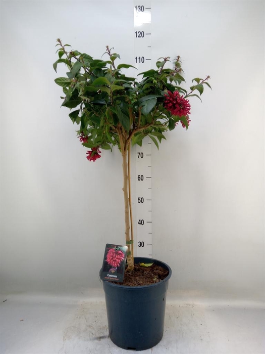 <h4>Cestrum   ...stam</h4>