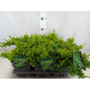 Juniperus procumbens 'Nana'