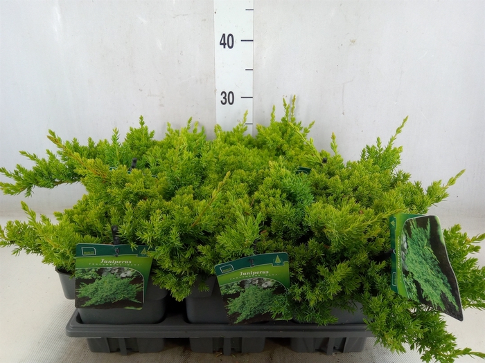 <h4>Juniperus procumbens 'Nana'</h4>