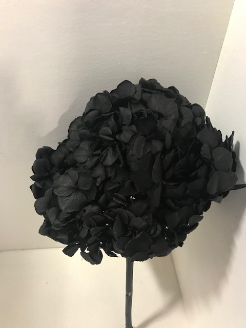 Hydrangea / Hortensia d15cm zwart