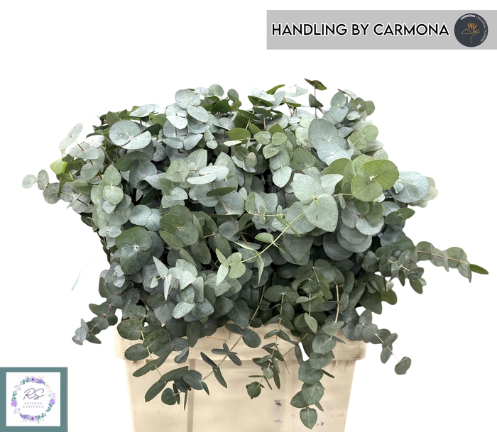 <h4>EUC CINEREA PER BOS</h4>