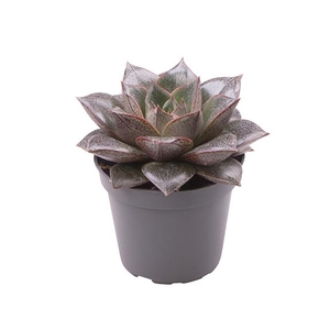 ECHEVERIA-HYBRID P6 PURPOSORUM