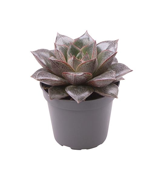 ECHEVERIA-HYBRID P6 PURPOSORUM