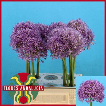 Allium Globemaster