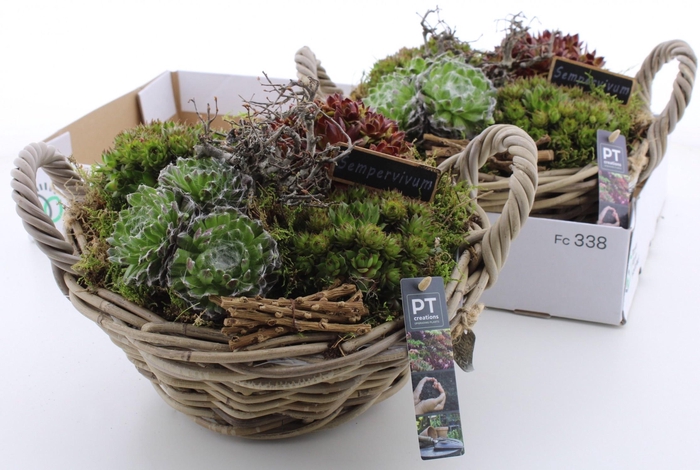 <h4>ARR SEMPERVIVUM</h4>