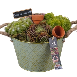 PTS7347 Arrangement Sempervivum in metalen pot