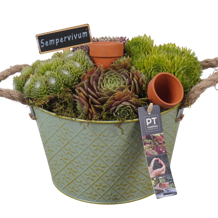 <h4>PTS7347 Arrangement Sempervivum in metalen pot</h4>