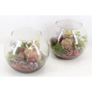 arr4 Amaryllis MB - Glas bol 285/5 RED
