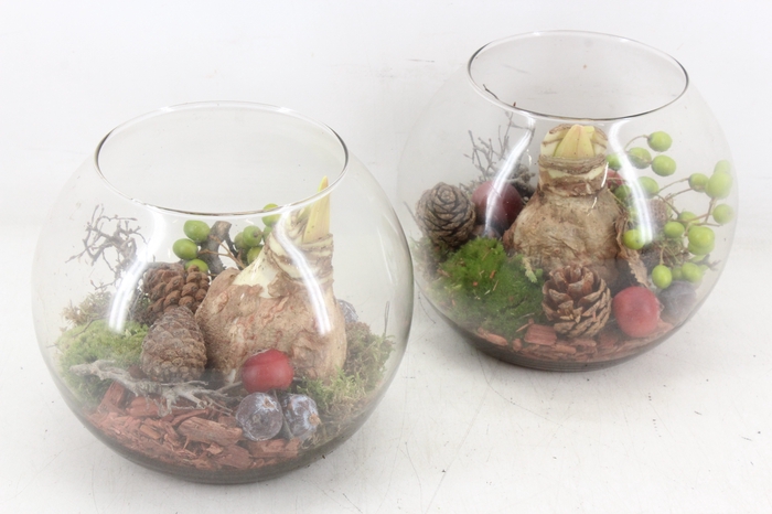 <h4>arr4 Amaryllis MB - Glas bol 285/5 RED</h4>