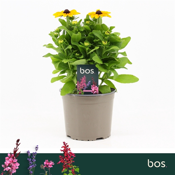 <h4>Rudbeckia Hirta, Rudy Mini Yellow</h4>