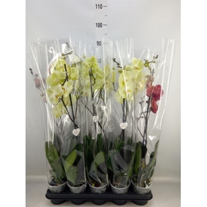 Phalaenopsis   ...yellow