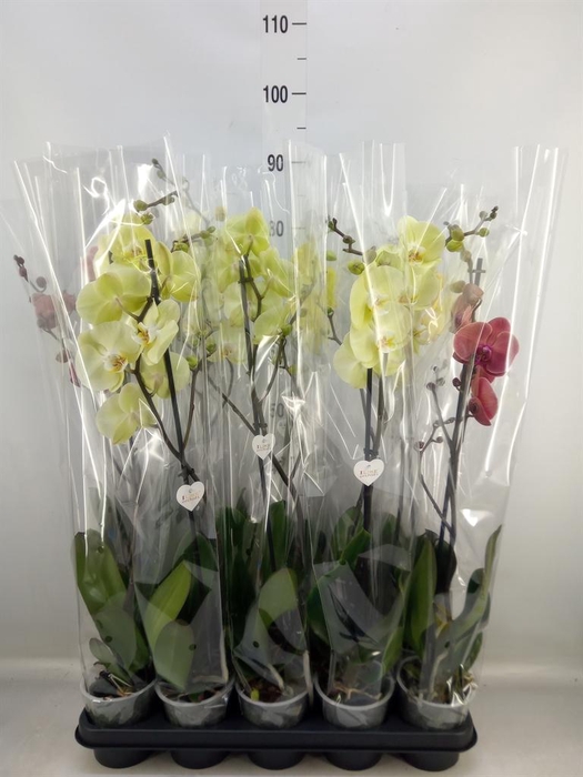 <h4>Phalaenopsis   ...yellow</h4>