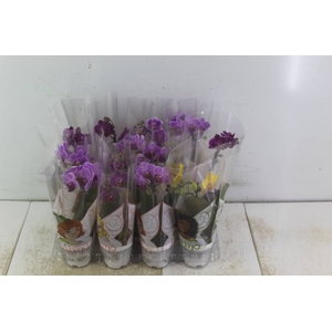 PHALAENOPSIS MINI P06