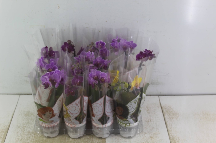 <h4>PHALAENOPSIS MINI P06</h4>