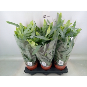Phlebodium aureum 'Blue Star'