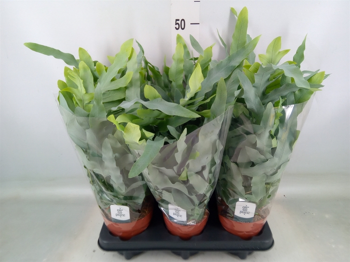 <h4>Phlebodium aureum 'Blue Star'</h4>