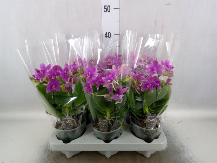 <h4>Phalaenopsis multi.   ...rose</h4>