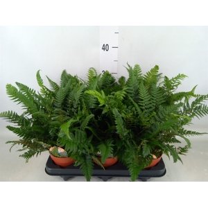 Polystichum tsussimense