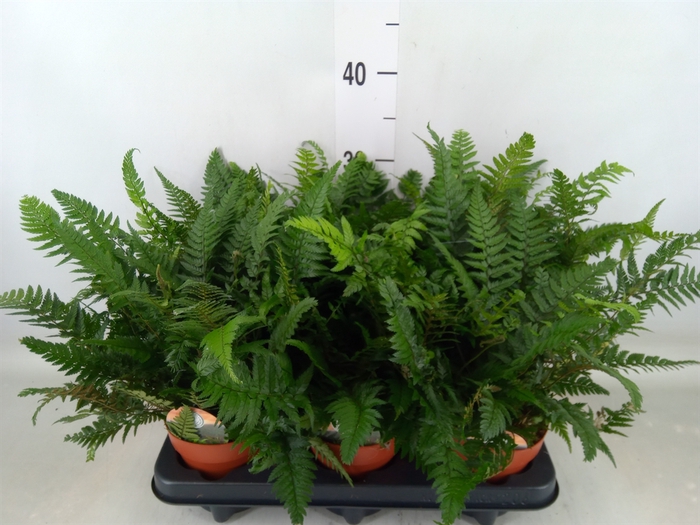 <h4>Polystichum tsussimense</h4>