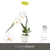 Phalaenopsis overig wit
