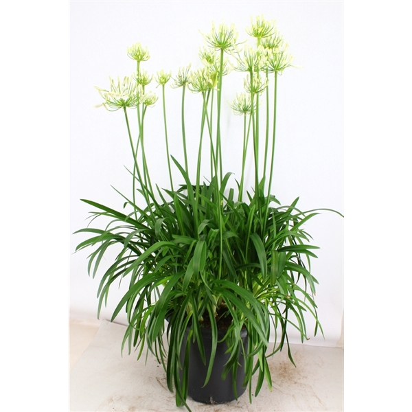 <h4>Agapanthus wit pot 40 doorbloei, grootbl. XXl Bloem veenvrij</h4>